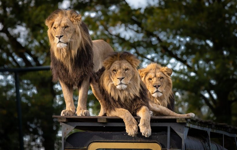 LEOPARD SAFARI:  Amboseli - Nairobi- Masai Mara - Lake Nakuru