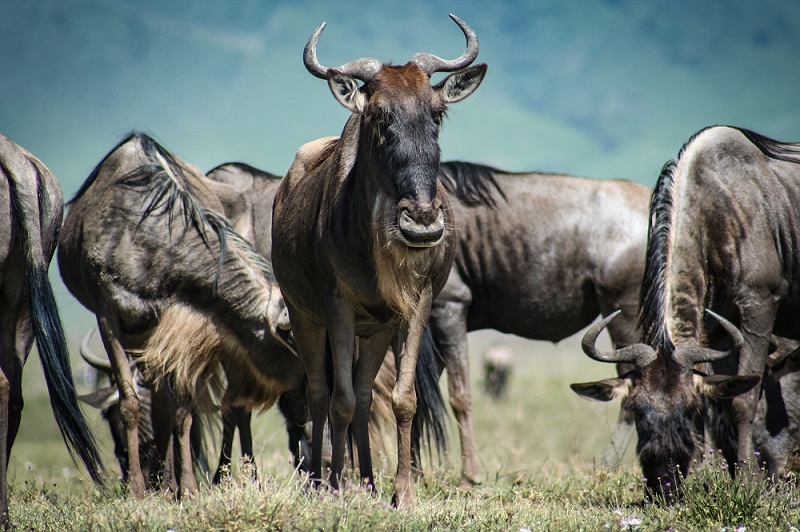 Masai Mara